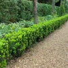 Plants By Frank - 6x Euonymus Japonicus Green Spire - Haagplanten - Diam. 7 Cm