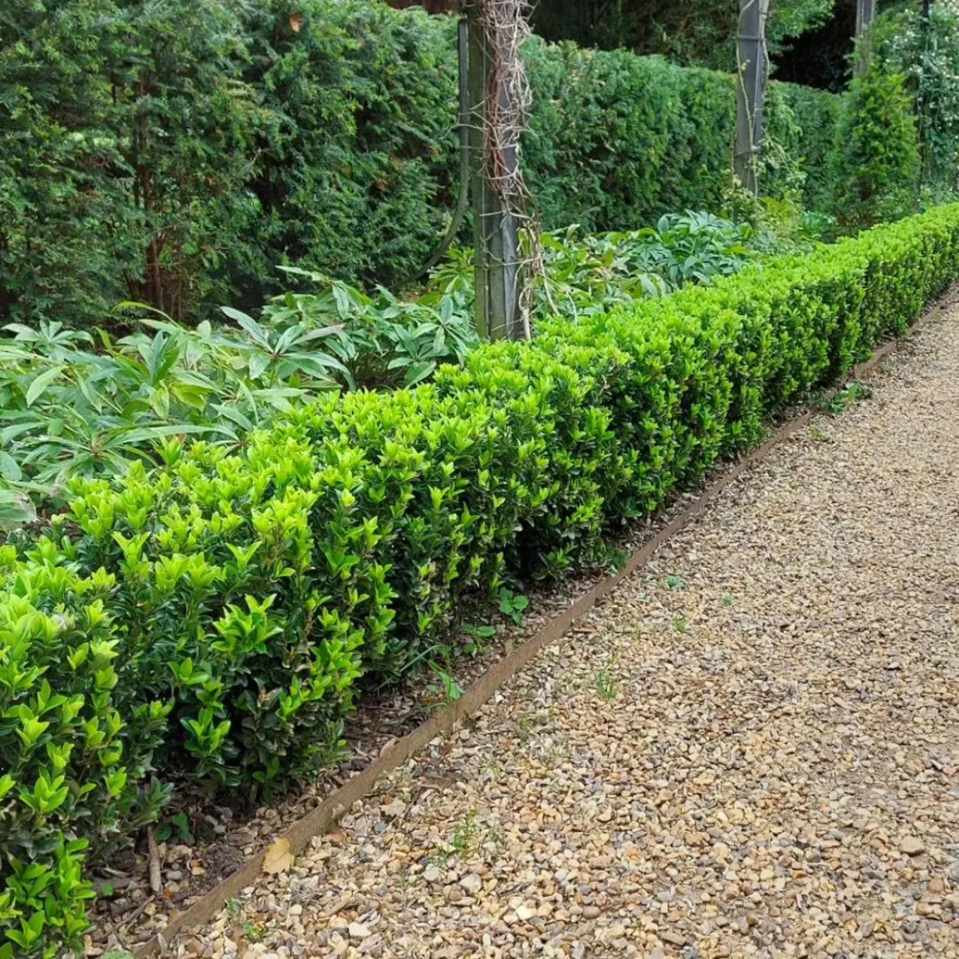 Plants By Frank - 6x Euonymus Japonicus Green Spire - Haagplanten - Diam. 7 Cm