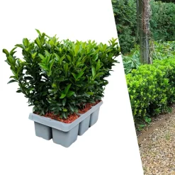 Plants By Frank - 6x Euonymus Japonicus Green Spire - Haagplanten - Diam. 7 Cm