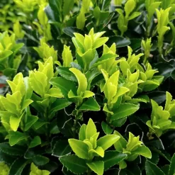 Plants By Frank - 6x Euonymus Japonicus Green Spire - Haagplanten - Diam. 7 Cm