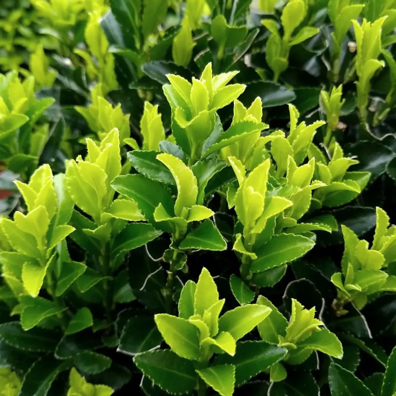 Plants By Frank - 6x Euonymus Japonicus Green Spire - Haagplanten - Diam. 7 Cm