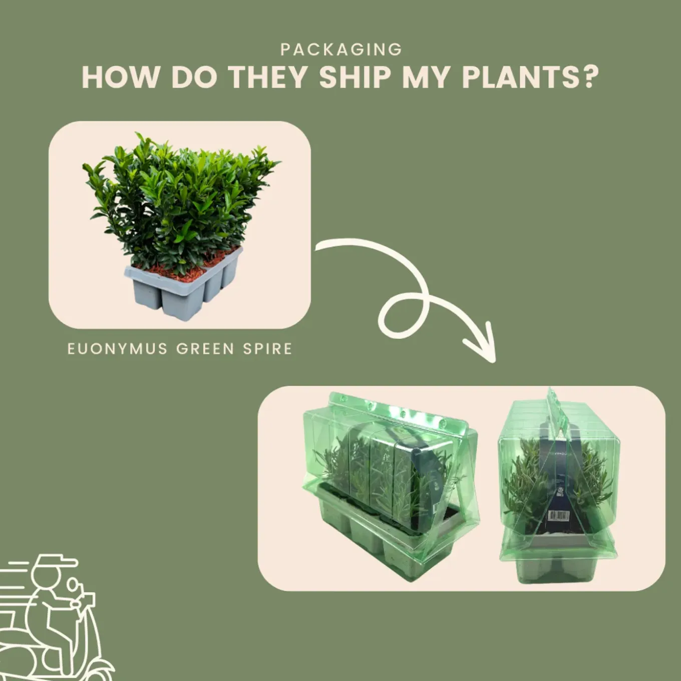 Plants By Frank - 6x Euonymus Japonicus Green Spire - Haagplanten - Diam. 7 Cm