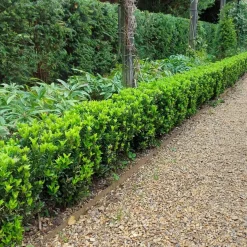 Plants By Frank - 12x Euonymus Japonicus Green Spire - Haagplanten - Diam. 7 Cm