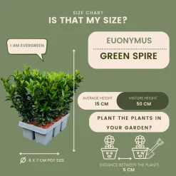 Plants By Frank - 12x Euonymus Japonicus Green Spire - Haagplanten - Diam. 7 Cm