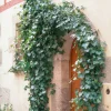 Plants By Frank - 60x Hedera Helix Glacier - Klimplanten - Pot 9 Cm
