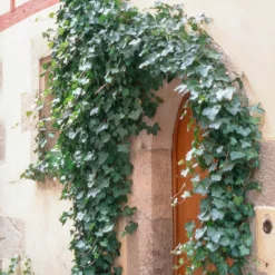 Plants By Frank - 60x Hedera Helix Glacier - Klimplanten - Pot 9 Cm