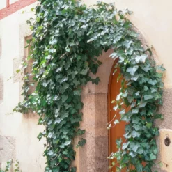 Plants By Frank - 60x Hedera Helix Glacier - Klimplanten - Pot 9 Cm