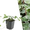 Plants by Frank - 6x Hedera Helix Glacier - Klimplanten - Pot 9 Cm