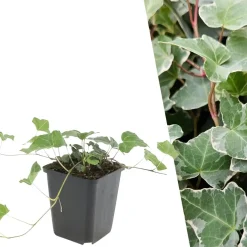 Plants by Frank - 6x Hedera Helix Glacier - Klimplanten - Pot 9 Cm