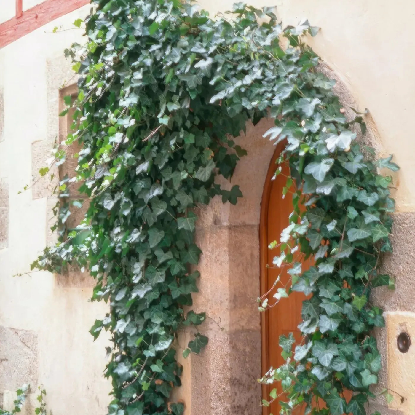 Plants by Frank - 6x Hedera Helix Glacier - Klimplanten - Pot 9 Cm