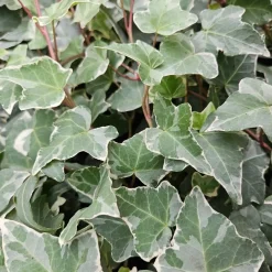 Plants by Frank - 6x Hedera Helix Glacier - Klimplanten - Pot 9 Cm