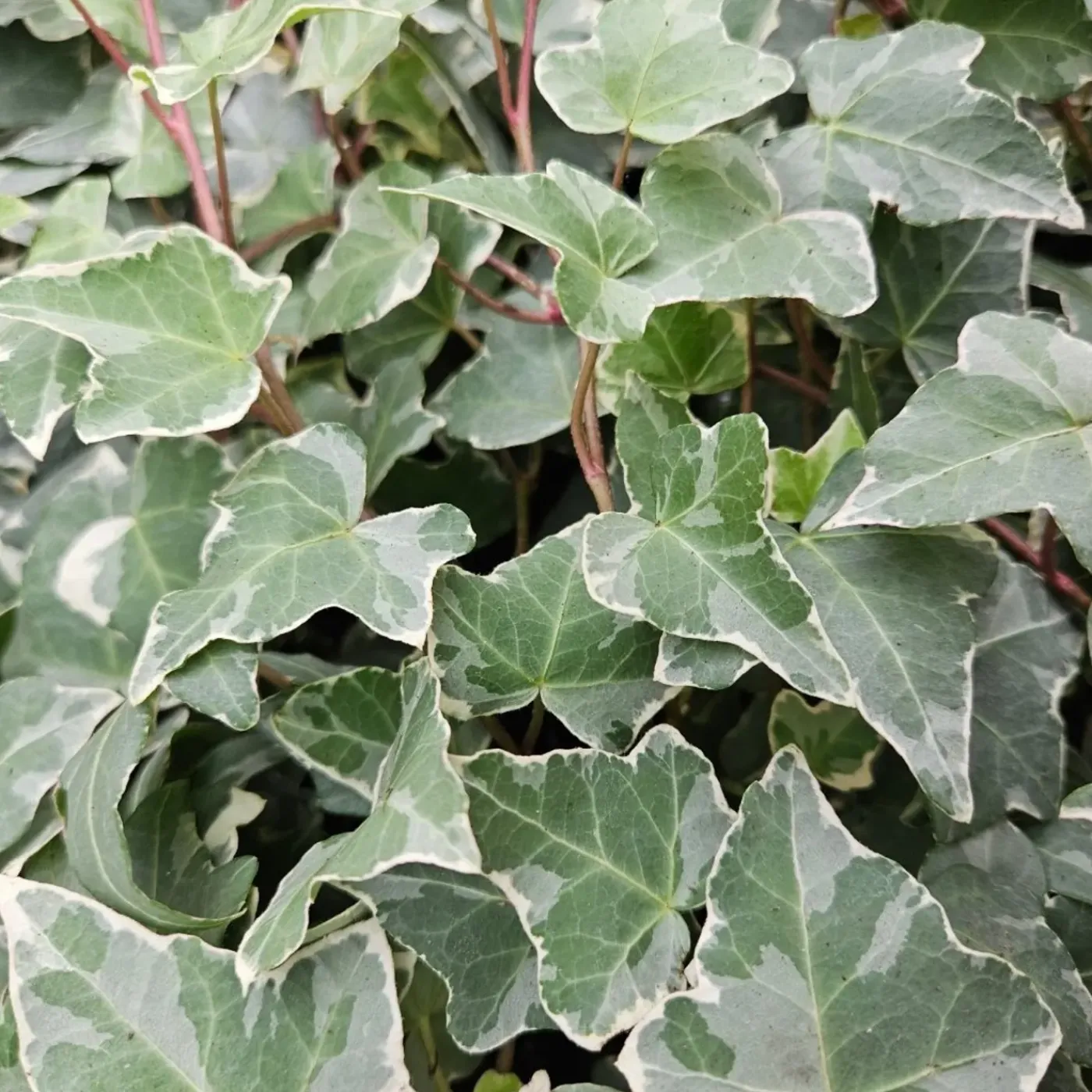 Plants by Frank - 6x Hedera Helix Glacier - Klimplanten - Pot 9 Cm