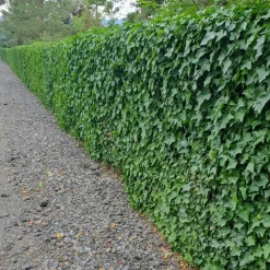 Plants By Frank - 12x Hedera Hibernica - Klimplanten - Pot 9 Cm