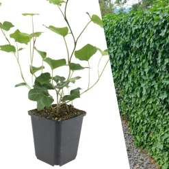 Plants By Frank - 12x Hedera Hibernica - Klimplanten - Pot 9 Cm