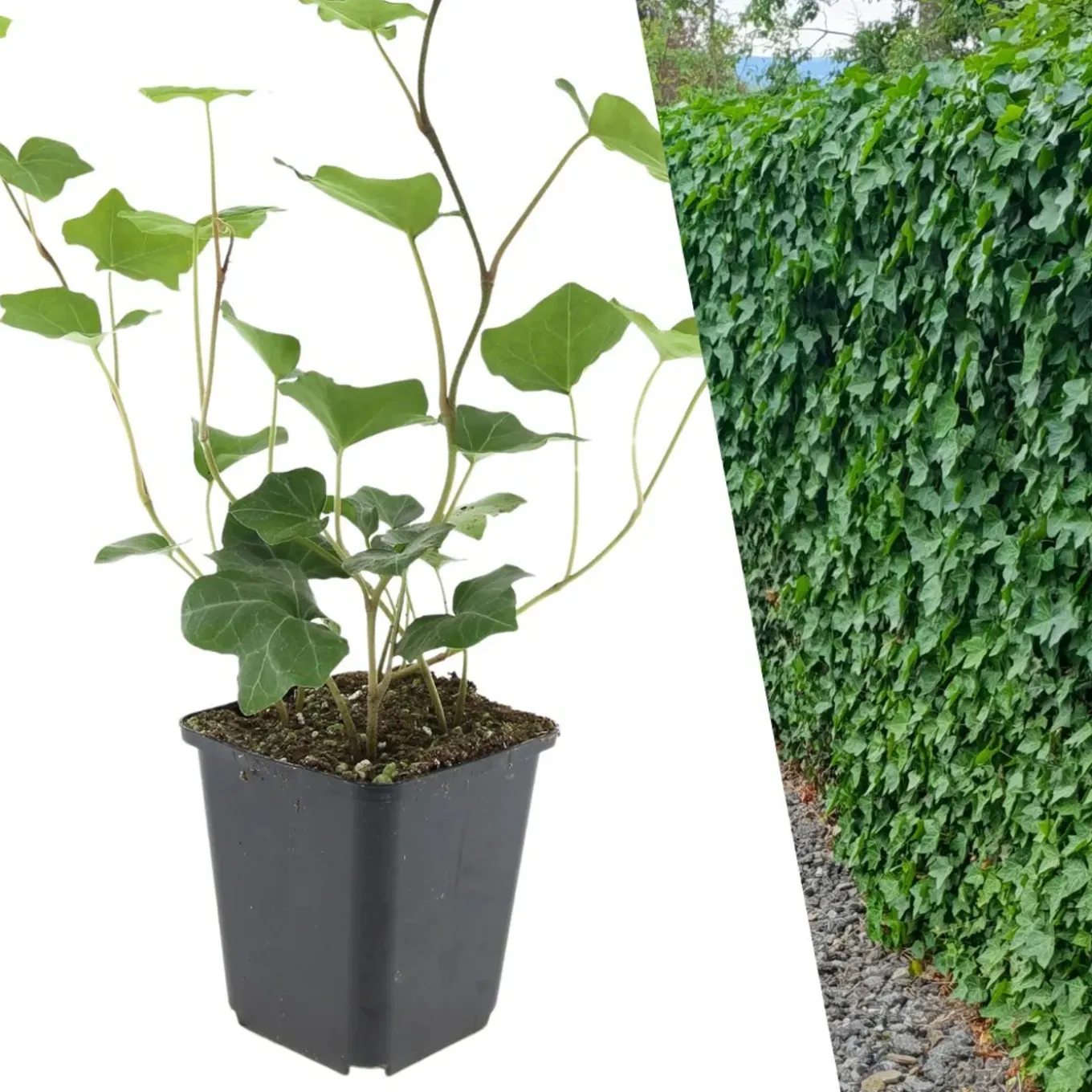 Plants By Frank - 12x Hedera Hibernica - Klimplanten - Pot 9 Cm