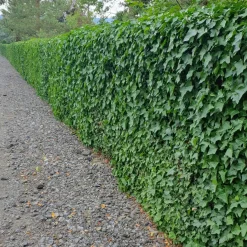 Plants by Frank - 6x Hedera Hibernica - Klimplanten - Pot 9 Cm