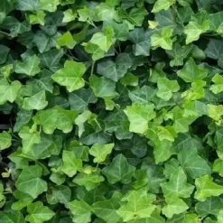 Plants By Frank - 48x Hedera Hibernica - Klimplanten - Pot 9 Cm