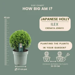 Plants By Frank - 2x Ilex Crenata Jenny Bol Xl - Hulst - Buxus - Diam. 25 Cm