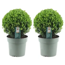 Plants By Frank - 2x Ilex Crenata Jenny Bol Xl - Hulst - Buxus - Diam. 25 Cm