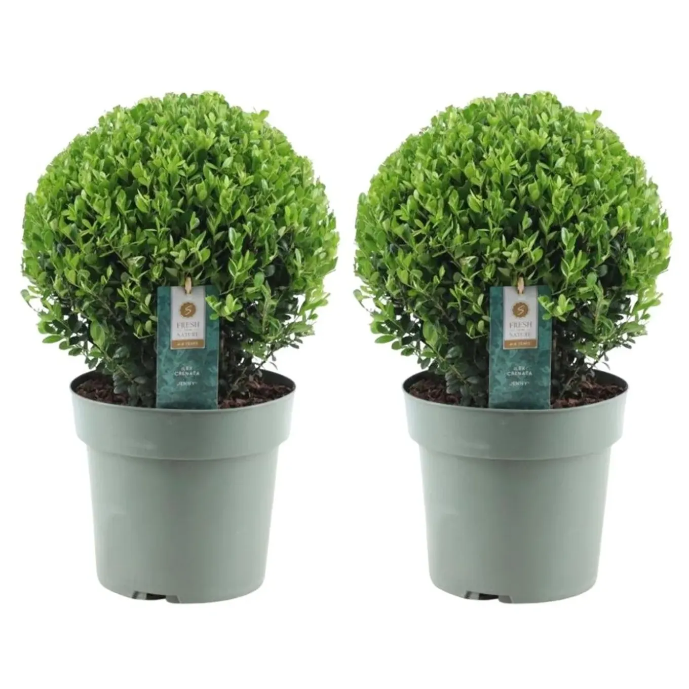Plants By Frank - 2x Ilex Crenata Jenny Bol Xl - Hulst - Buxus - Diam. 25 Cm