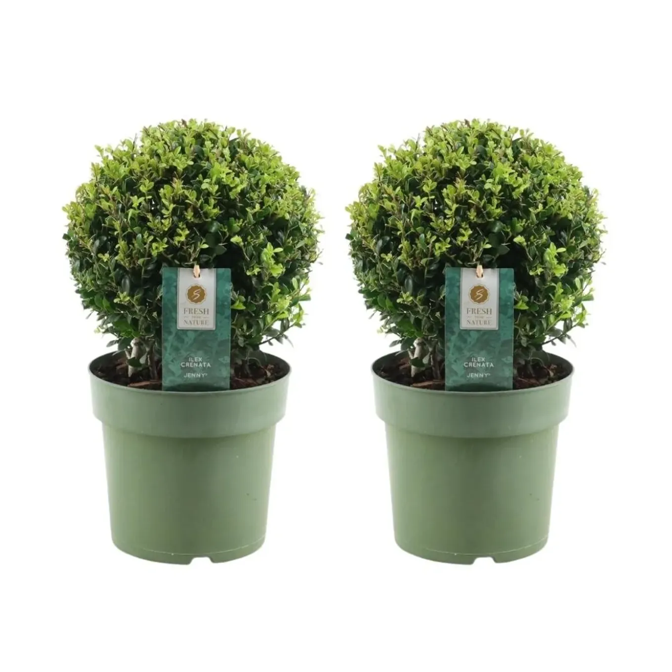 Plants By Frank - 2x Ilex Crenata Jenny Bol - Hulst - Buxus - Diam. 20 Cm
