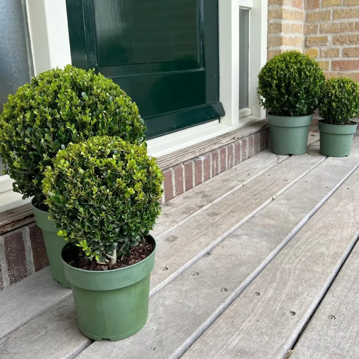 Plants By Frank - 2x Ilex Crenata Jenny Bol - Hulst - Buxus - Diam. 20 Cm