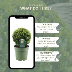 Plants By Frank - 2x Ilex Crenata Jenny Bol - Hulst - Buxus - Diam. 20 Cm