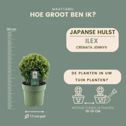 Plants By Frank - 2x Ilex Crenata Jenny Bol - Hulst - Buxus - Diam. 20 Cm