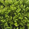Plants by Frank - 12x Ilex Crenata Jenny - Hulst - Haagplanten - Diam. 7 Cm