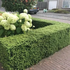 Plants by Frank - 12x Ilex Crenata Jenny - Hulst - Haagplanten - Diam. 7 Cm