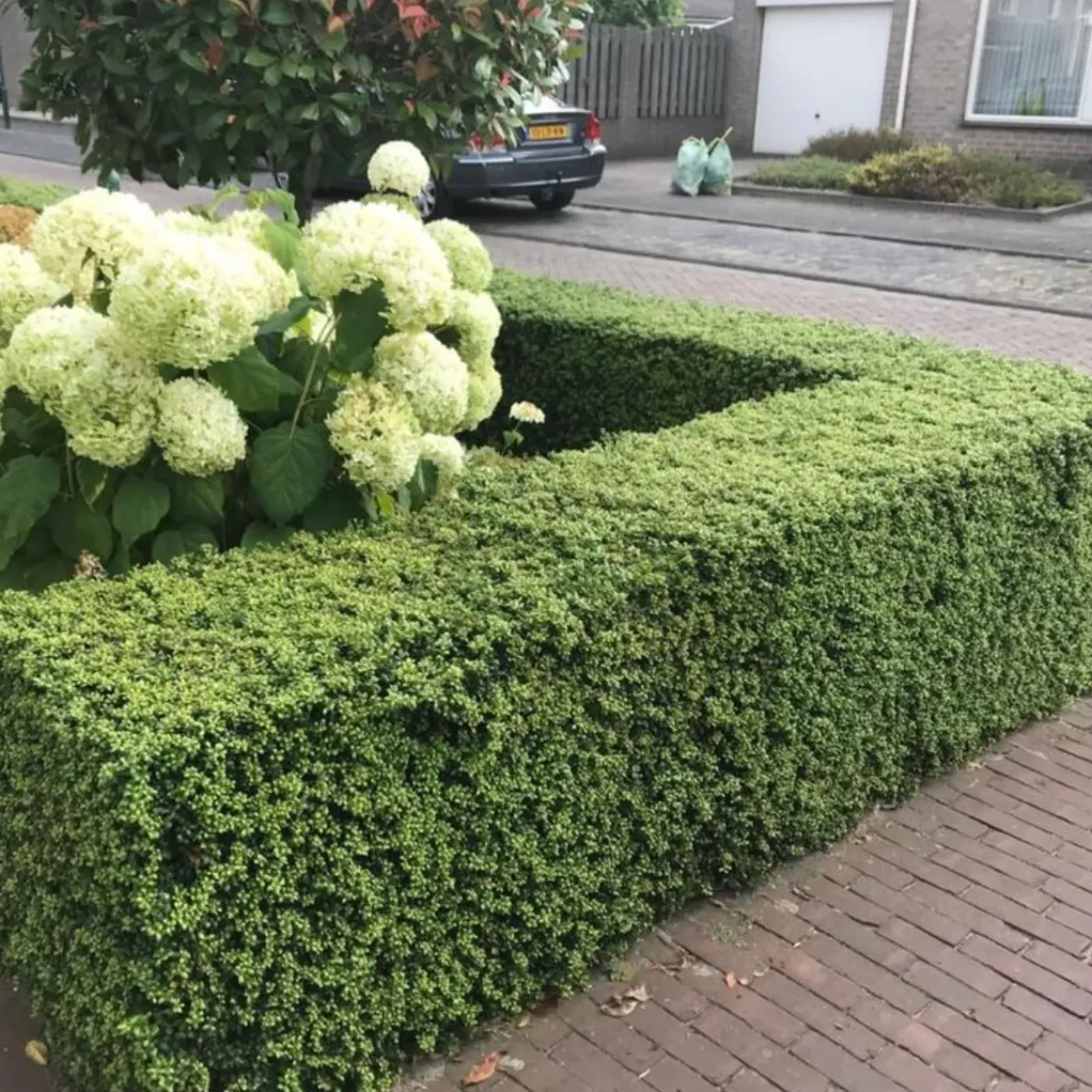 Plants by Frank - 12x Ilex Crenata Jenny - Hulst - Haagplanten - Diam. 7 Cm