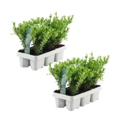 Plants by Frank - 12x Ilex Crenata Jenny - Hulst - Haagplanten - Diam. 7 Cm