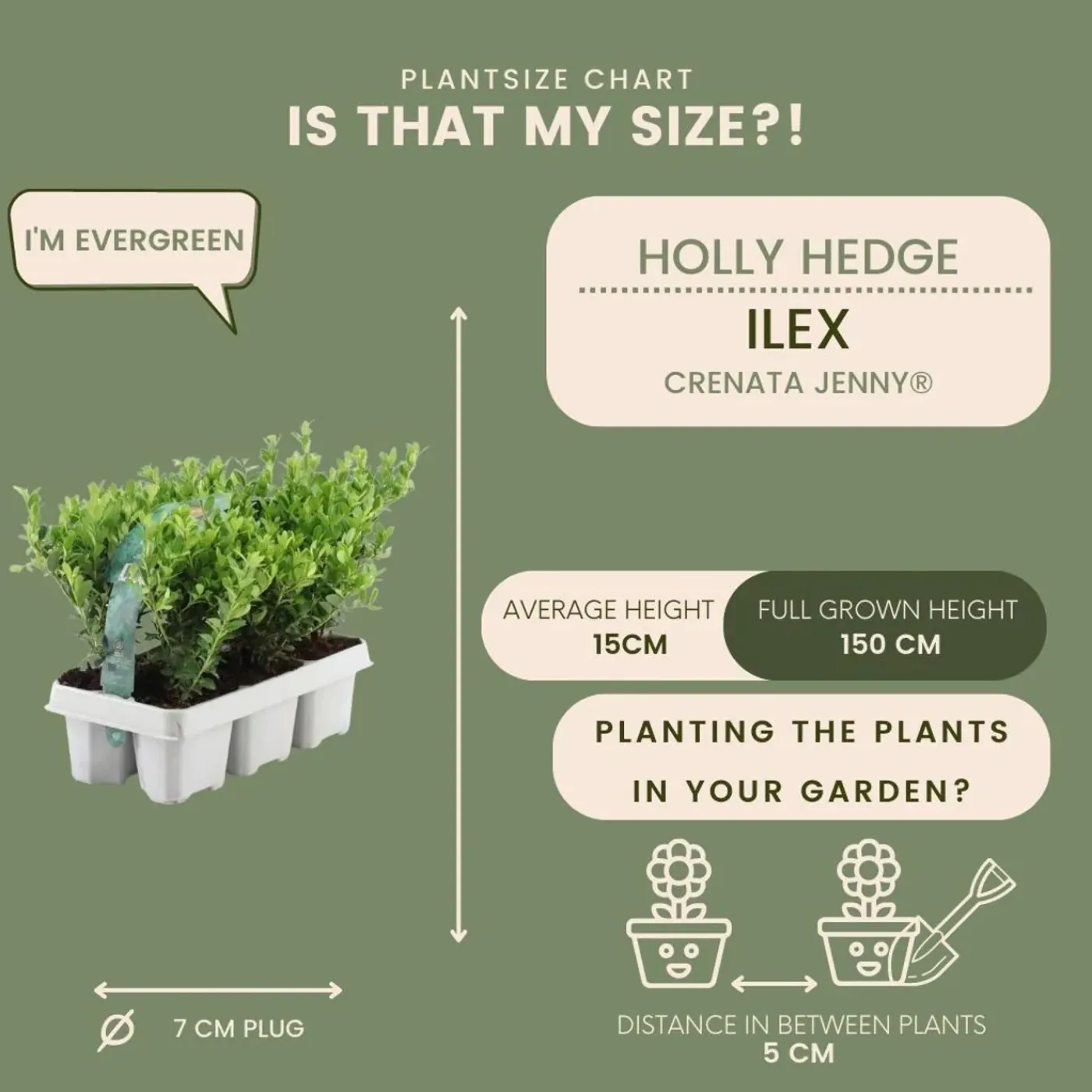 Plants by Frank - 12x Ilex Crenata Jenny - Hulst - Haagplanten - Diam. 7 Cm