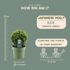 Plants by Frank - 2x Ilex Crenata Jenny Bol In Mand - Hulst - Buxus - Diam. 20 Cm