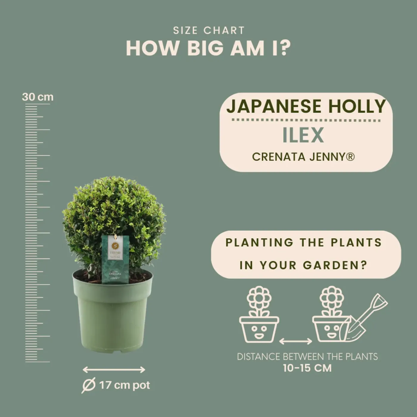 Plants by Frank - 2x Ilex Crenata Jenny Bol In Mand - Hulst - Buxus - Diam. 20 Cm