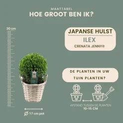 Plants by Frank - 2x Ilex Crenata Jenny Bol In Mand - Hulst - Buxus - Diam. 20 Cm
