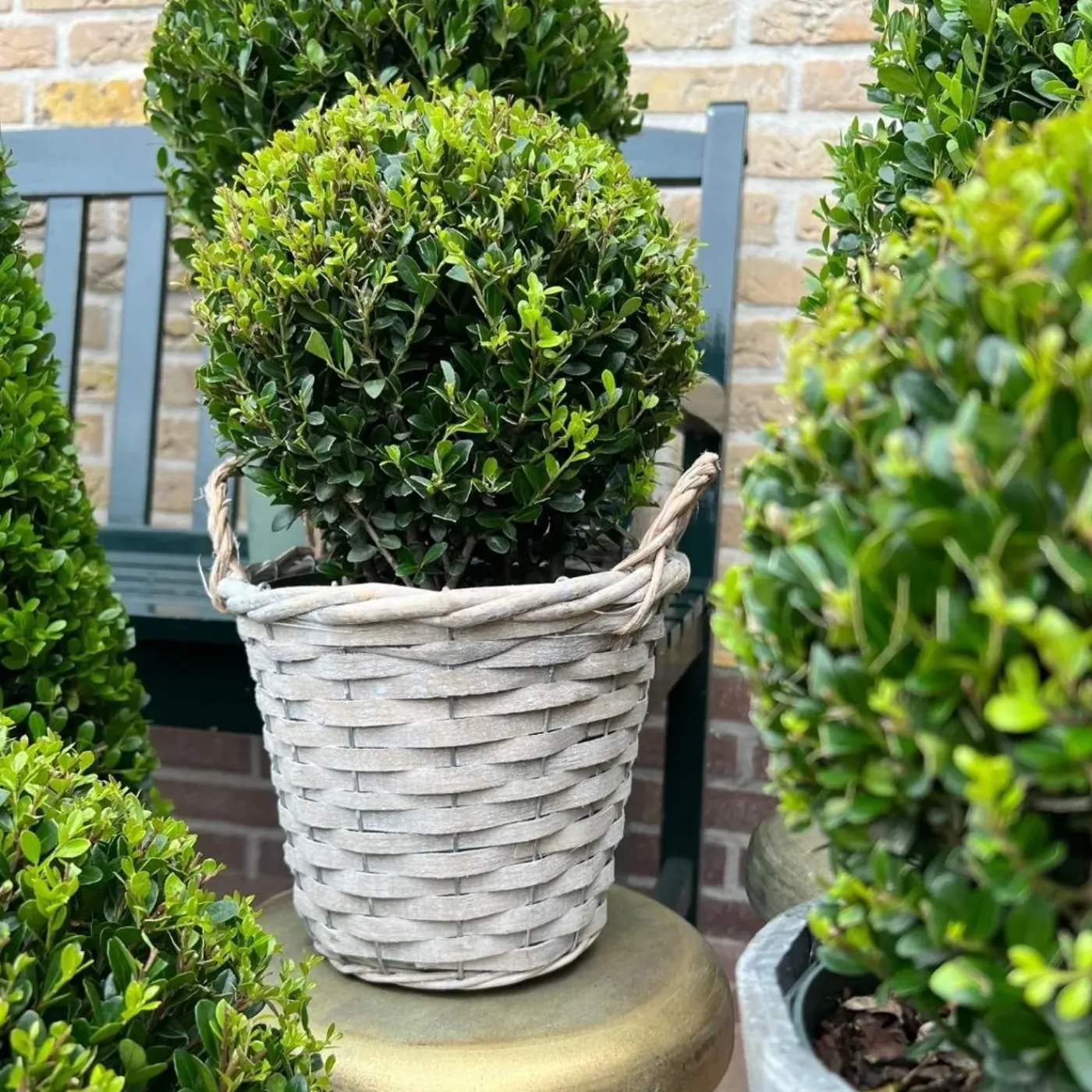 Plants by Frank - 2x Ilex Crenata Jenny Bol In Mand - Hulst - Buxus - Diam. 20 Cm