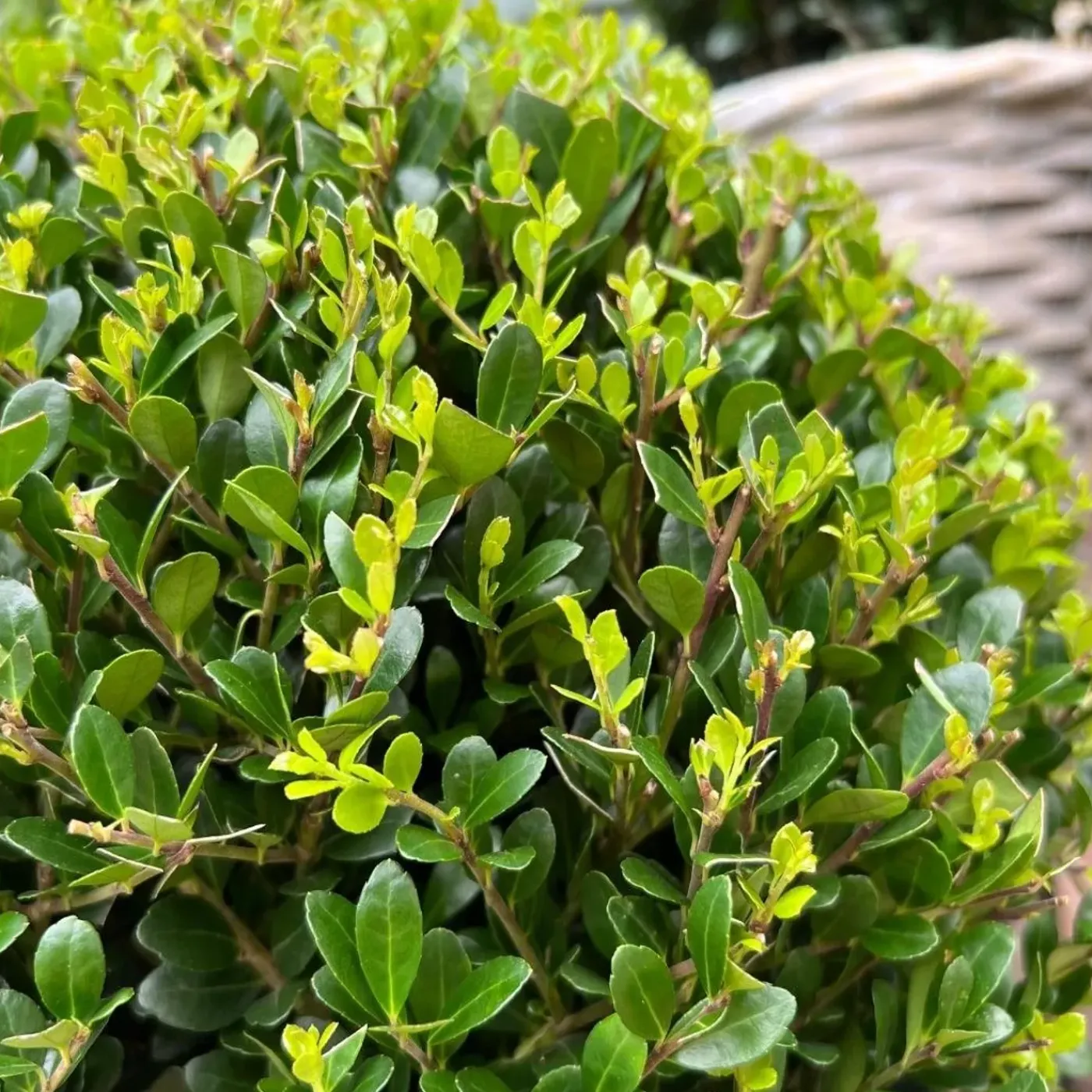 Plants by Frank - 2x Ilex Crenata Jenny Bol In Mand - Hulst - Buxus - Diam. 20 Cm