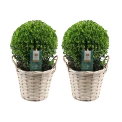 Plants by Frank - 2x Ilex Crenata Jenny Bol In Mand - Hulst - Buxus - Diam. 20 Cm