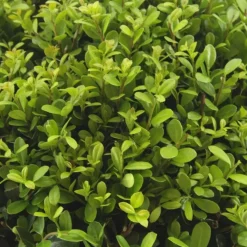 Plants by Frank - 48x Ilex Crenata Jenny - Hulst - Haagplanten - Diam. 7 Cm