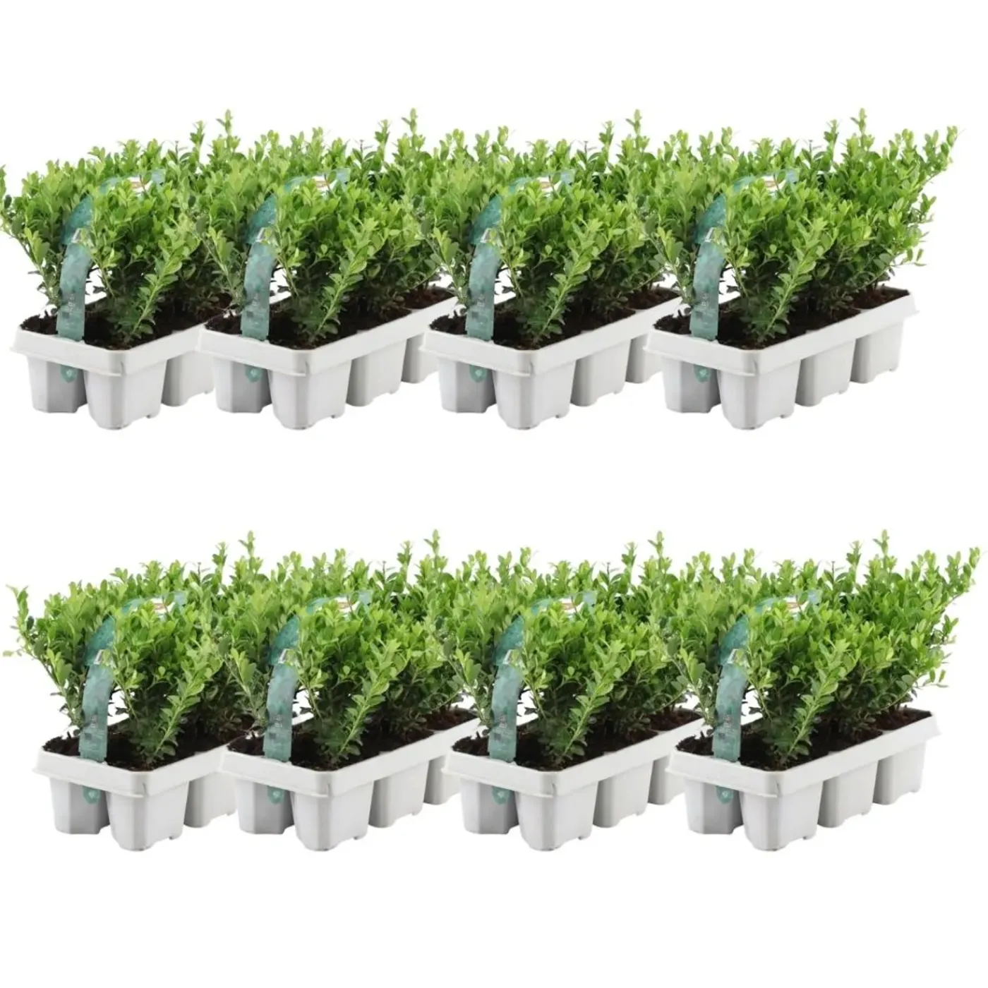 Plants by Frank - 48x Ilex Crenata Jenny - Hulst - Haagplanten - Diam. 7 Cm