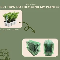 Plants by Frank - 48x Ilex Crenata Jenny - Hulst - Haagplanten - Diam. 7 Cm