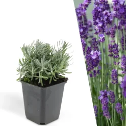 Plants By Frank - 48x Lavandula Hidcote - Bodembedekker - Pot 9 Cm