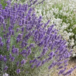 Plants By Frank - 48x Lavandula Hidcote - Bodembedekker - Pot 9 Cm