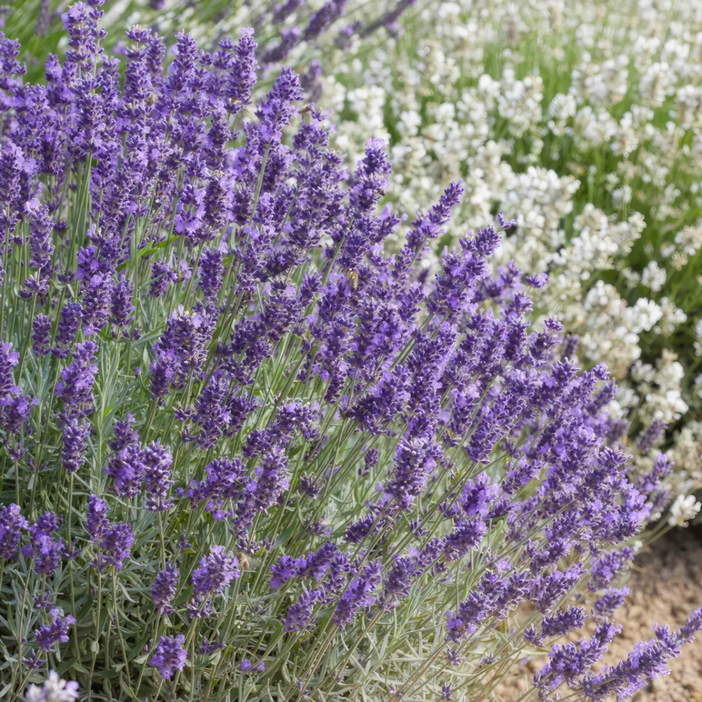 Plants by Frank - 12x Lavandula Hidcote - Bodembedekker - Pot 9 Cm