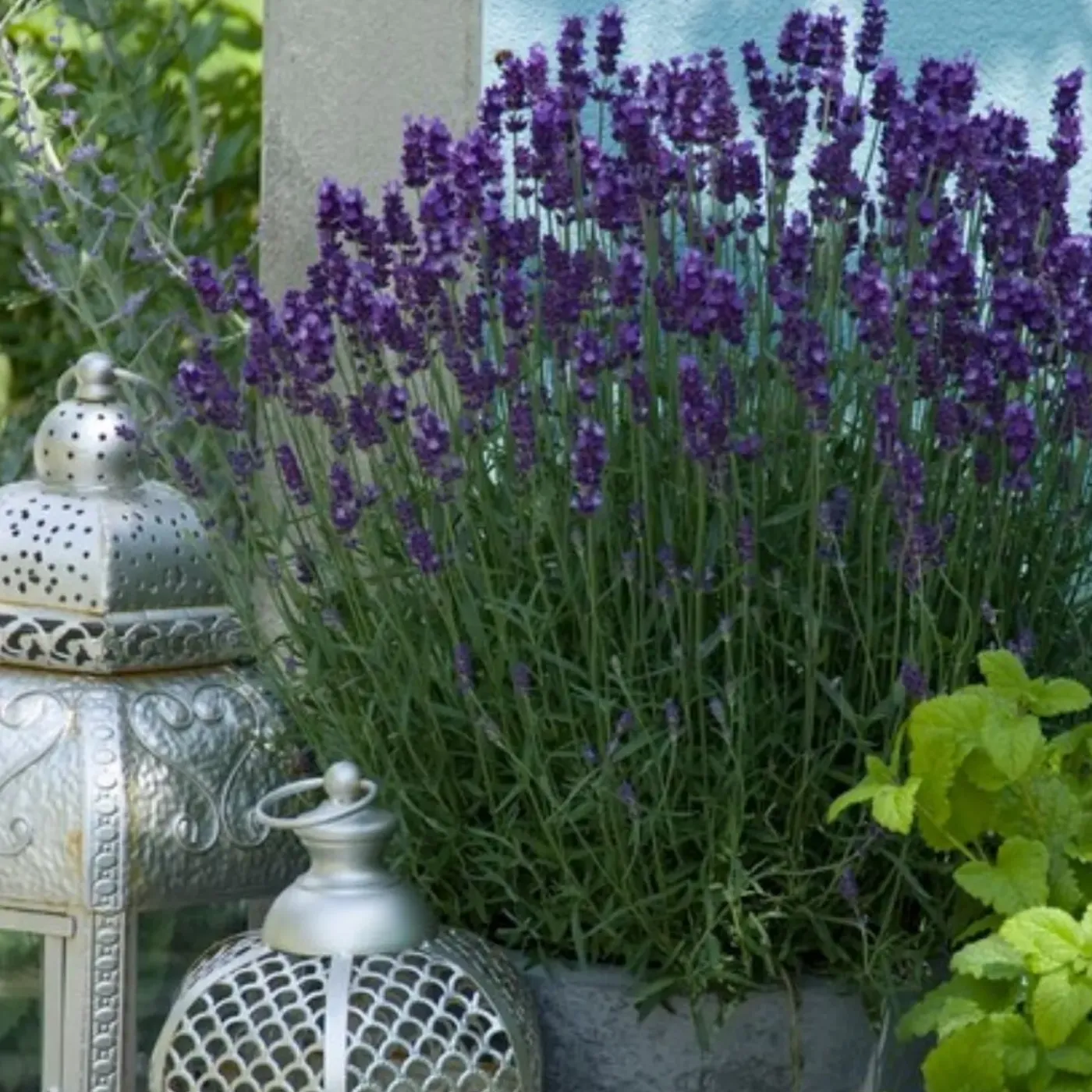 Plants by Frank - 12x Lavandula Hidcote - Bodembedekker - Pot 9 Cm