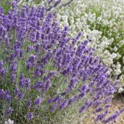 Plants by Frank - 12x Lavandula Hidcote - Bodembedekker - Pot 9 Cm
