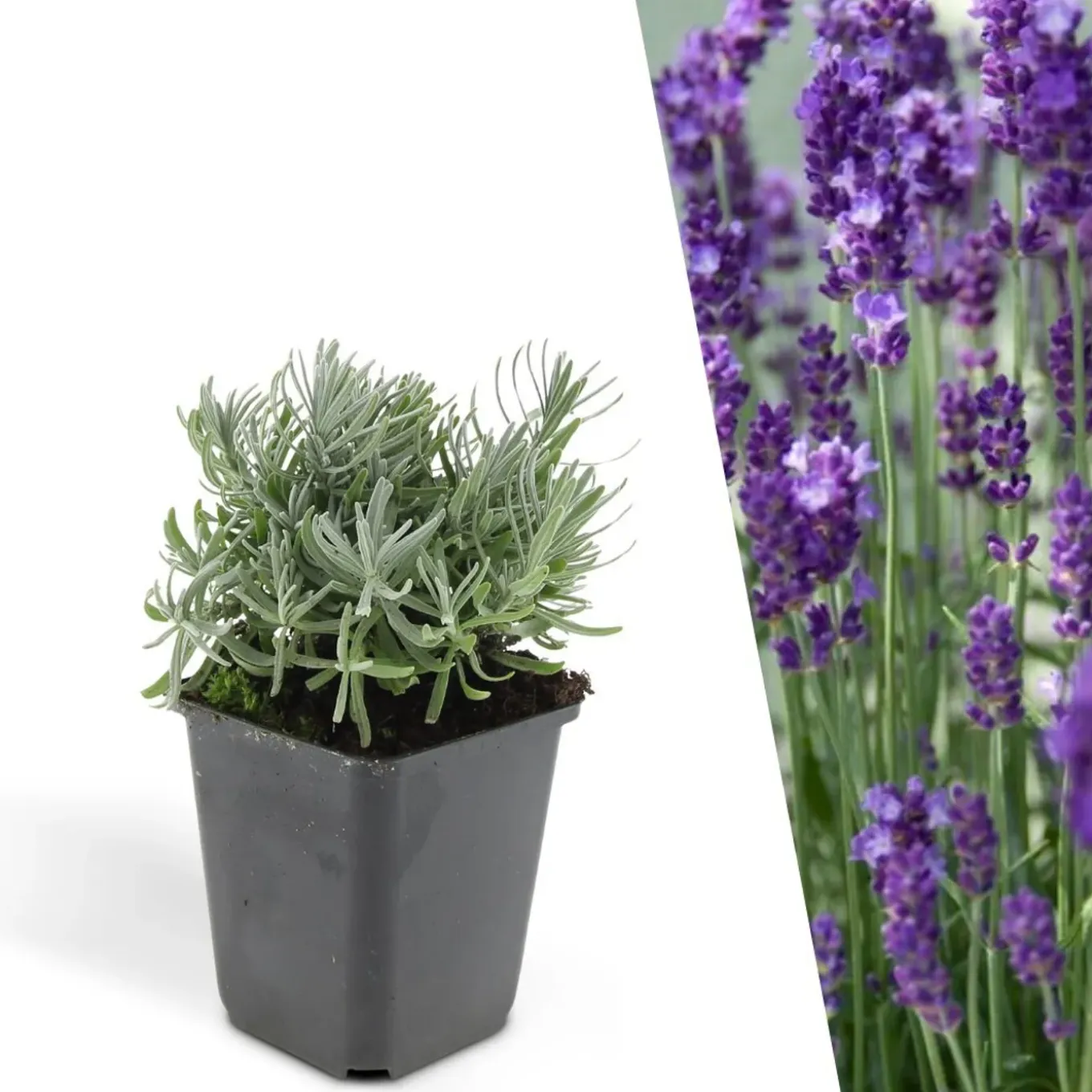 Plants By Frank - 24x Lavandula Hidcote - Bodembedekker - Pot 9 Cm