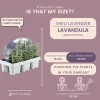 Plants By Frank - 12x Lavendel Planten - Tuinplanten - Lilablauw - Pot 7 Cm