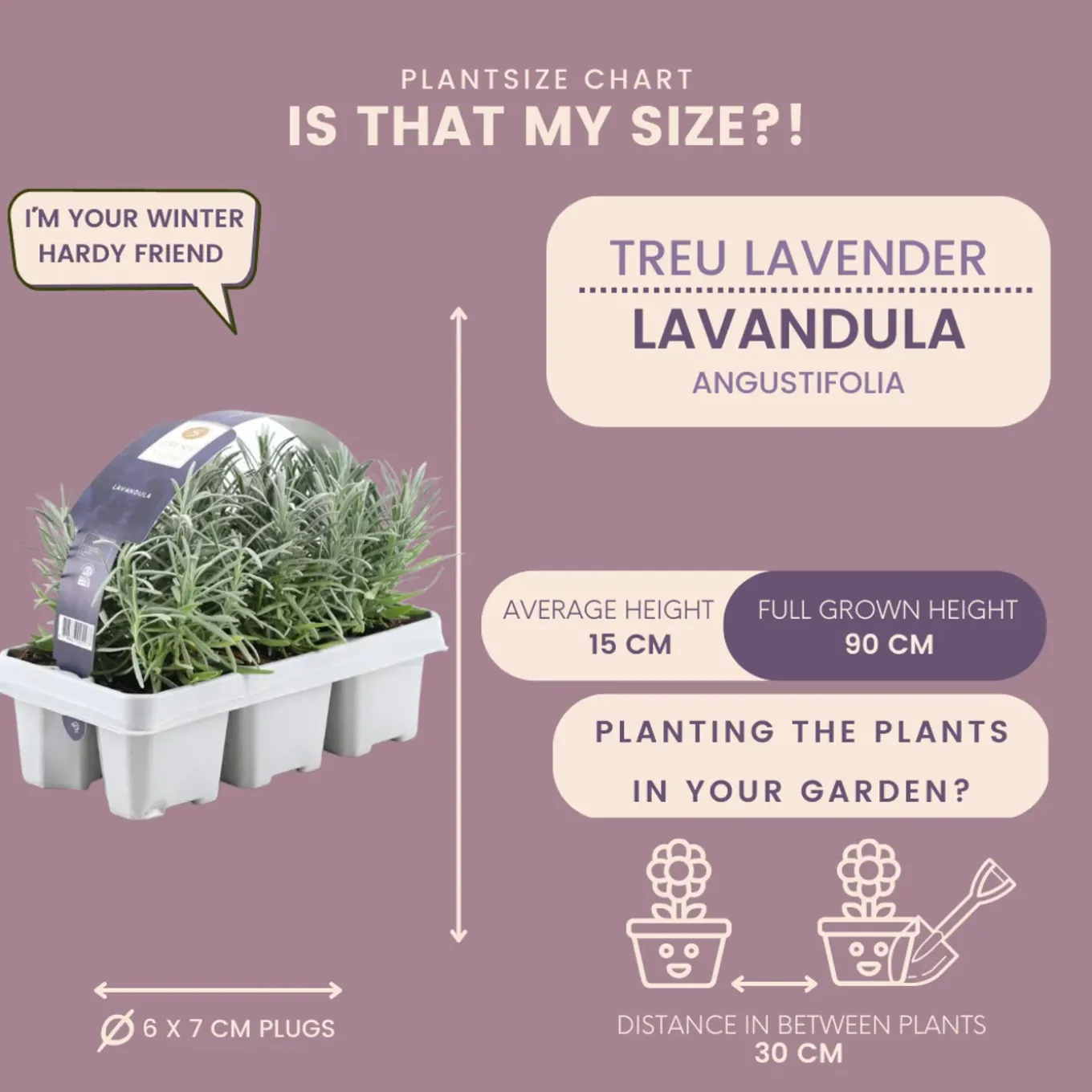 Plants By Frank - 12x Lavendel Planten - Tuinplanten - Lilablauw - Pot 7 Cm